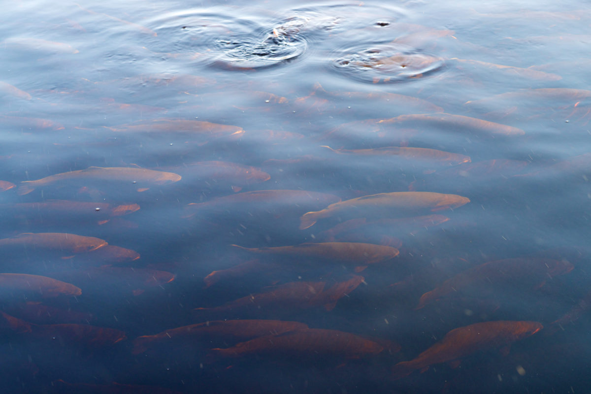 A swarm of trouts in a pool of water.