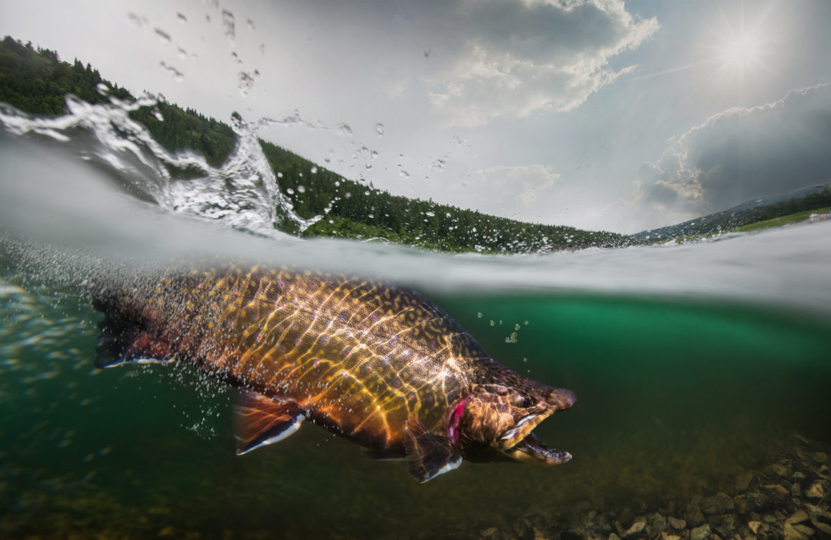 Underwater Trout