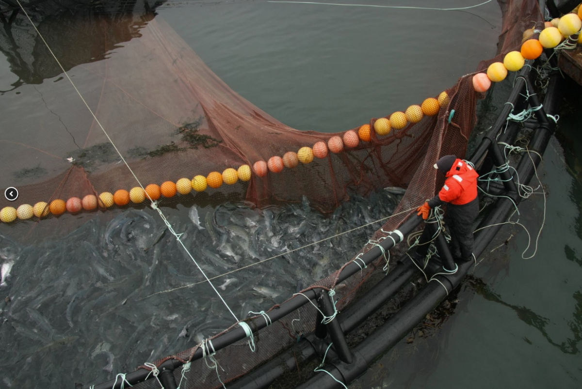 Atlantic salmon harvest from Cooke Aquaculture’s Deep Cove Site in Eastport, Maine. Around 200 Maine locals are employed directly by Cooke at its three freshwater hatcheries, sea farming sites and processing facility.